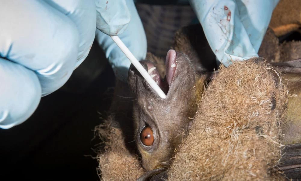 Γκεμπρεγέσους: Αναζητούμε την αλήθεια για την προέλευση του κορονοϊού